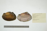 Potamilus ohiensis image