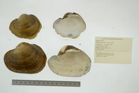 Potamilus capax image