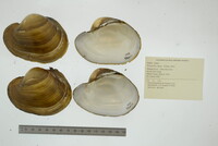 Potamilus capax image