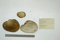 Potamilus capax image
