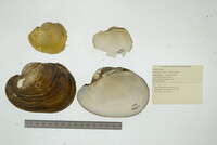 Potamilus capax image