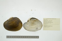 Potamilus capax image