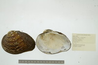 Quadrula nobilis image