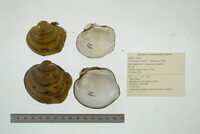 Cyclonaias nodulata image