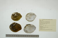 Obliquaria reflexa image