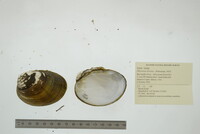 Obovaria olivaria image