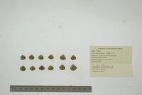 Corbicula fluminea image