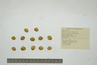 Corbicula squalida image