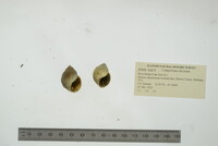 Campeloma decisum image