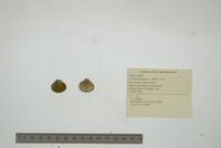 Corbicula fluminea image