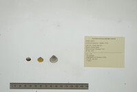 Corbicula fluminea image