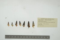 Pleurocera acuta image