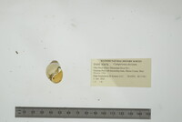 Campeloma decisum image