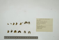 Dreissena polymorpha image