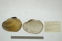 Lampsilis cardium image