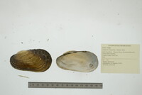 Lampsilis siliquoidea image