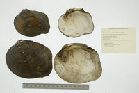 Quadrula quadrula image