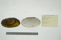 Uniomerus tetralasmus image