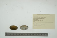 Toxolasma parvum image