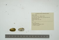 Toxolasma parvum image