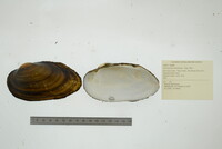 Uniomerus tetralasmus image