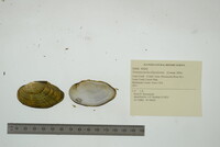 Venustaconcha ellipsiformis image