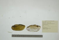 Lampsilis teres image