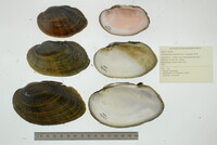 Ortmanniana ligamentina image