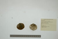 Cyclonaias pustulosa image