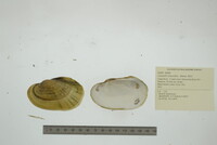 Lampsilis siliquoidea image
