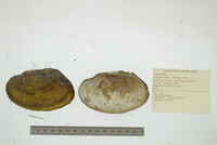 Leptodea fragilis image