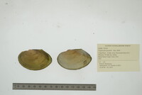 Pyganodon grandis image