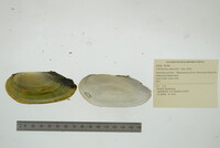 Utterbackia imbecillis image