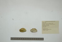 Alasmidonta viridis image