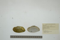 Alasmidonta marginata image