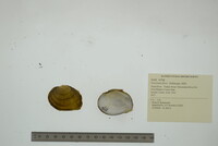 Fusconaia flava image