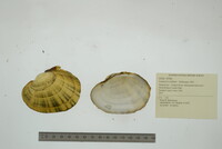 Lampsilis cardium image