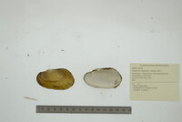 Lampsilis siliquoidea image