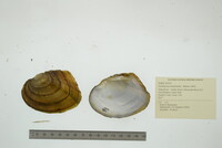 Lasmigona complanata image