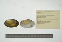 Anodontoides ferussacianus image