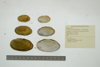 Venustaconcha ellipsiformis image