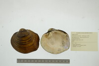 Cyclonaias nodulata image