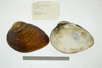 Ellipsaria lineolata image