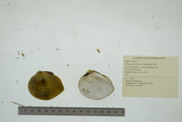 Obliquaria reflexa image