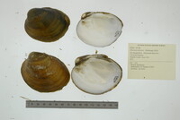 Obovaria olivaria image