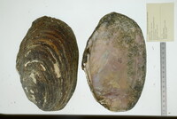 Potamilus alatus image