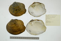 Theliderma metanevra image