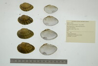Truncilla donaciformis image