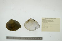 Truncilla truncata image