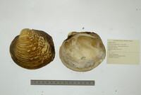 Cyclonaias pustulosa image